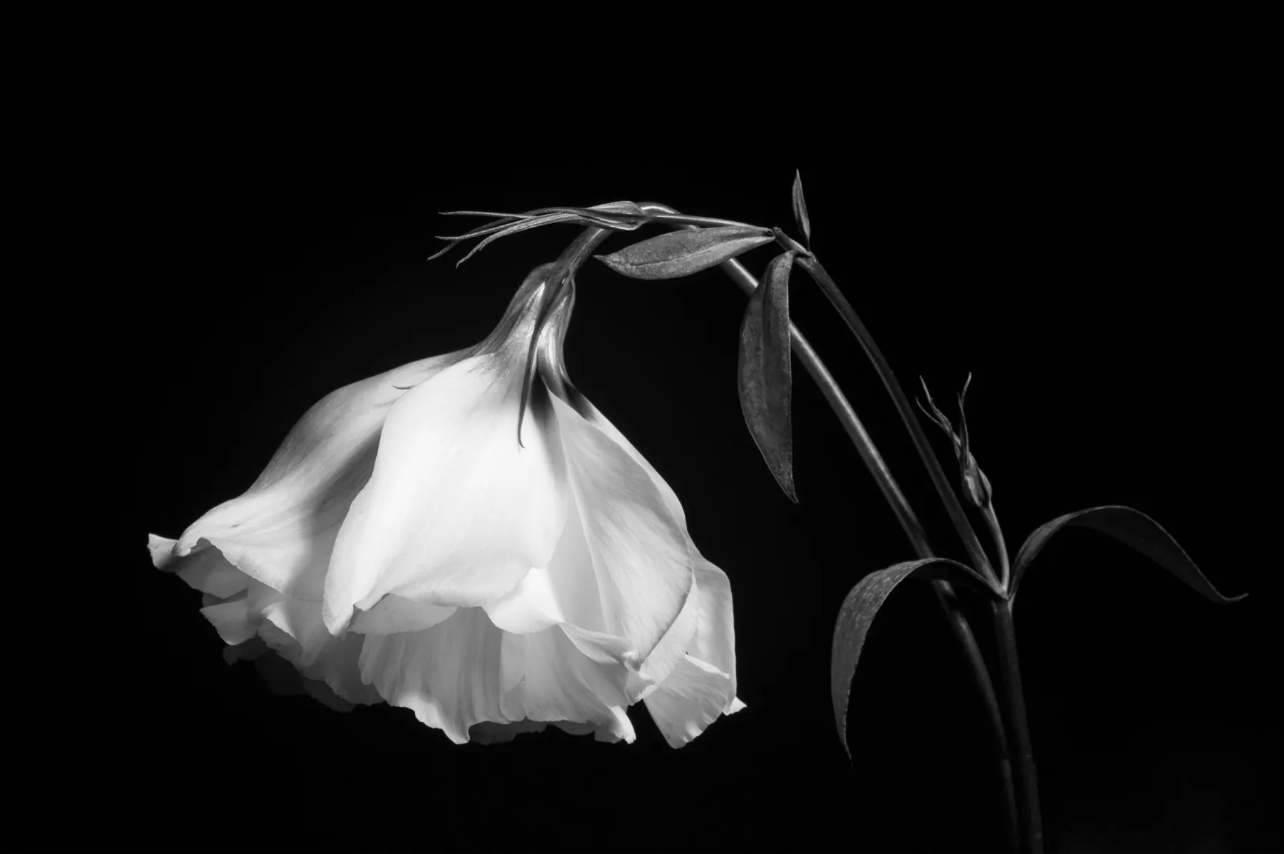 Lisianthus
